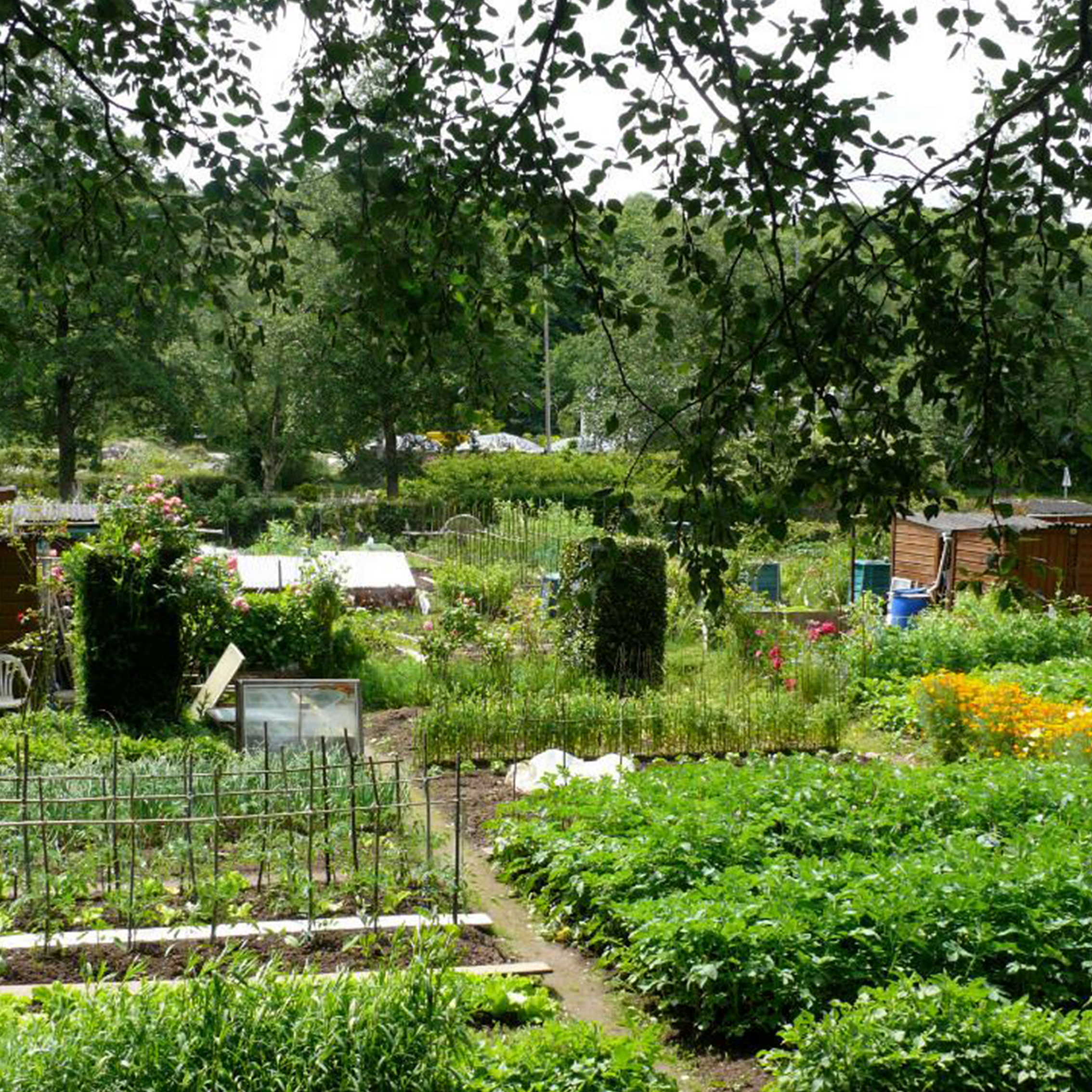 CCB-jardins-partagés Les jardins partagés Caen ça bouge parcours balade vélo